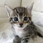 ジェネッタ