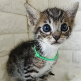 ジェネッタ