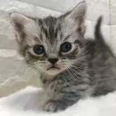 マンチカン(短足)