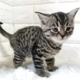 マンチカン(長足)【静岡県・女の子・2025年8月5日・ブラウンタビー】の写真2