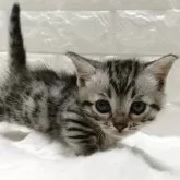 ジェネッタ【静岡県・女の子・2025年11月7日・シルバースポテッドタビー】の写真2