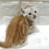 キンカロー【静岡県・男の子・2025年9月9日・レッドタビー】の写真2