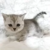 マンチカン(短足)【静岡県・女の子・2025年7月21日・シルバータビー】の写真3