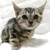 アメリカンショートヘア【静岡県・男の子・2025年10月14日・シルバータビー】の写真3