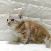 キンカロー【静岡県・男の子・2025年9月9日・レッドタビー】の写真3