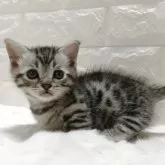 ジェネッタ【静岡県・女の子・2025年11月7日・シルバースポテッドタビー】の写真3