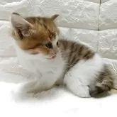 キンカロー【静岡県・男の子・2025年9月17日・ブラウンタビー&ホワイト】の写真4