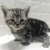 マンチカン(短足)【静岡県・男の子・2026年1月29日・シルバータビー】の写真4