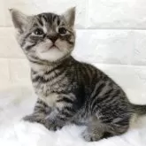 マンチカン(長足)【静岡県・女の子・2025年8月5日・ブラウンタビー】の写真4