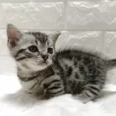 ジェネッタ【静岡県・女の子・2025年11月7日・シルバースポテッドタビー】の写真5