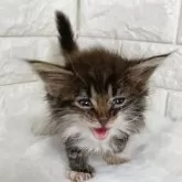 メインクーン【静岡県・男の子・2025年4月6日・ブラウンタビー&ホワイト】の写真5