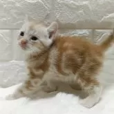 キンカロー【静岡県・男の子・2025年9月9日・レッドタビー】の写真5