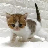 キンカロー【静岡県・男の子・2025年9月17日・ブラウンタビー&ホワイト】の写真5