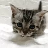 ジェネッタ【静岡県・女の子・2025年11月7日・シルバースポテッドタビー】の写真6