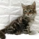 メインクーン【静岡県・男の子・2025年8月19日・ブラウンタビー】の写真6