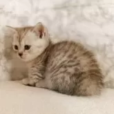 マンチカン(短足)【静岡県・女の子・2025年7月21日・シルバータビー】の写真6