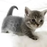 マンチカン(短足)【静岡県・女の子・2025年8月5日・ブルータビー】の写真7