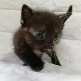 ミヌエット(短足)【静岡県・女の子・2025年9月7日・トーティー】の写真7