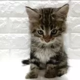 メインクーン【静岡県・男の子・2025年8月19日・ブラウンタビー】の写真7