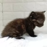 ミヌエット(短足)【静岡県・女の子・2025年9月7日・トーティー】の写真8