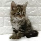 メインクーン【静岡県・男の子・2025年8月19日・ブラウンタビー】の写真9