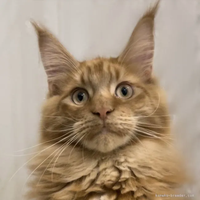 ID：2109-02345の子猫