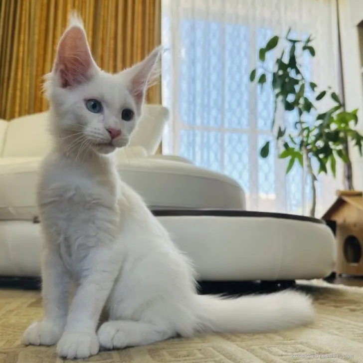 マリス 様のお迎えした子猫