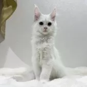 メインクーン【愛知県・男の子・2025年7月17日・ホワイトソリッド】の写真2