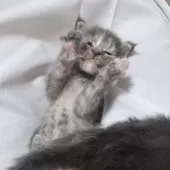 メインクーン【愛知県・女の子・2025年7月17日・ブルートービー】の写真2