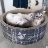 メインクーン【愛知県・女の子・2025年7月17日・ブルートービー】の写真3