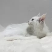 メインクーン【愛知県・男の子・2025年7月17日・ホワイトソリッド】の写真3