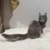 メインクーン【愛知県・女の子・2025年7月17日・ブルートービー】の写真4