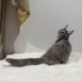 メインクーン【愛知県・女の子・2025年7月17日・ブルートービー】の写真5