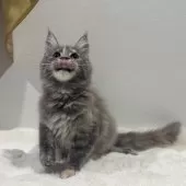 メインクーン【愛知県・女の子・2025年7月17日・ブルートービー】の写真7