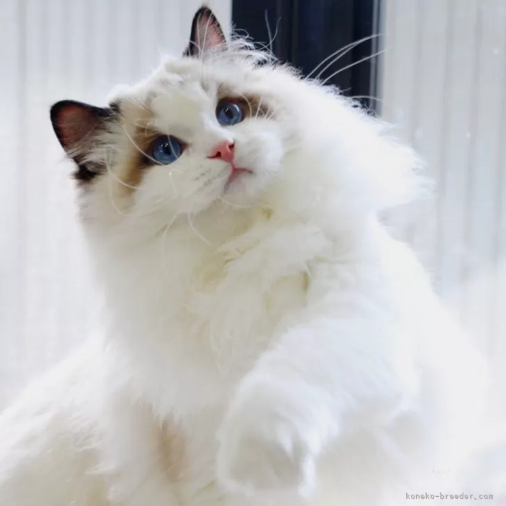 R 様のお迎えした子猫