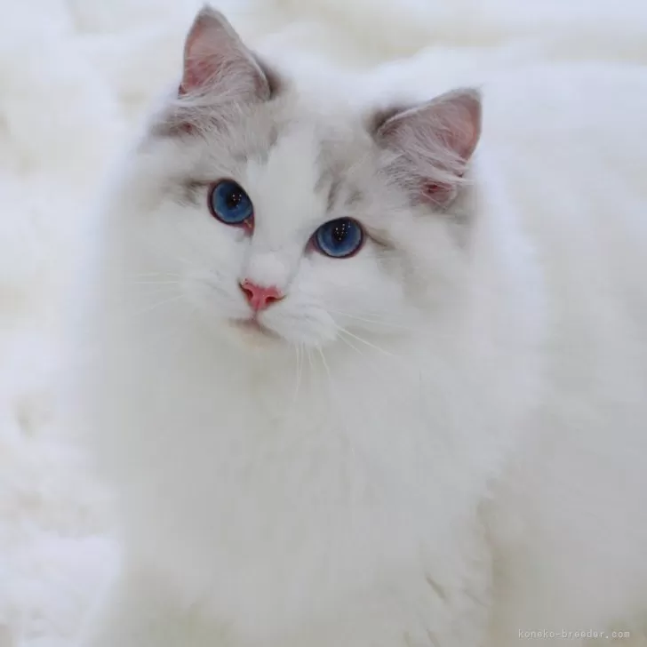 ID：2308-02535の子猫