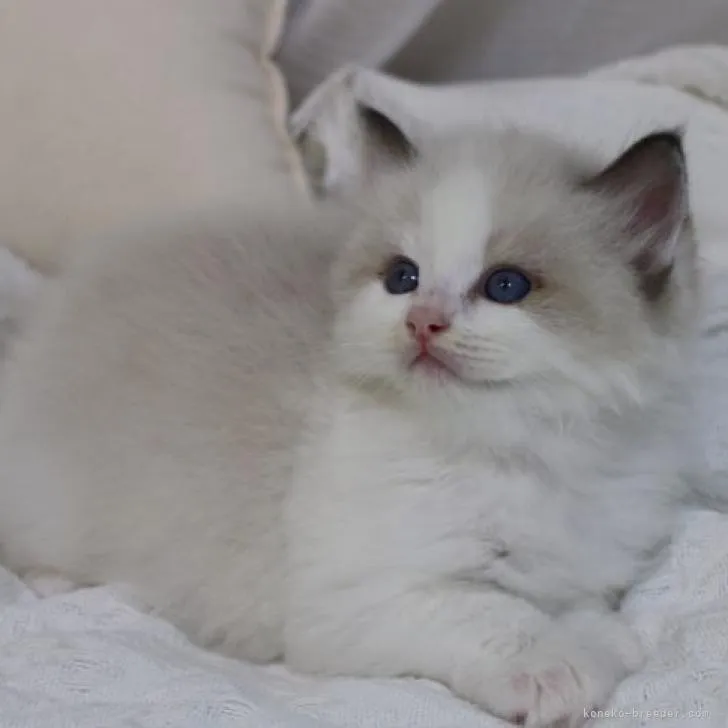 ID:2212-01824の子猫
