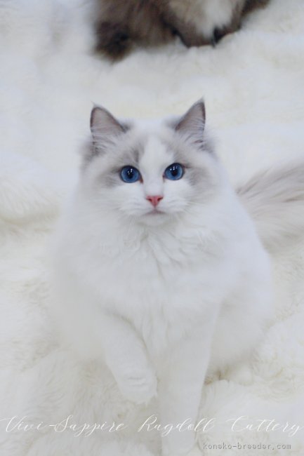 ラグドール【・女の子・2023年7月6日・ブルーポイントバイカラー】
