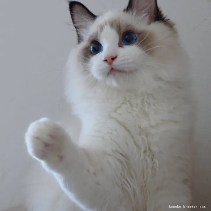 ID：2305-00486の子猫