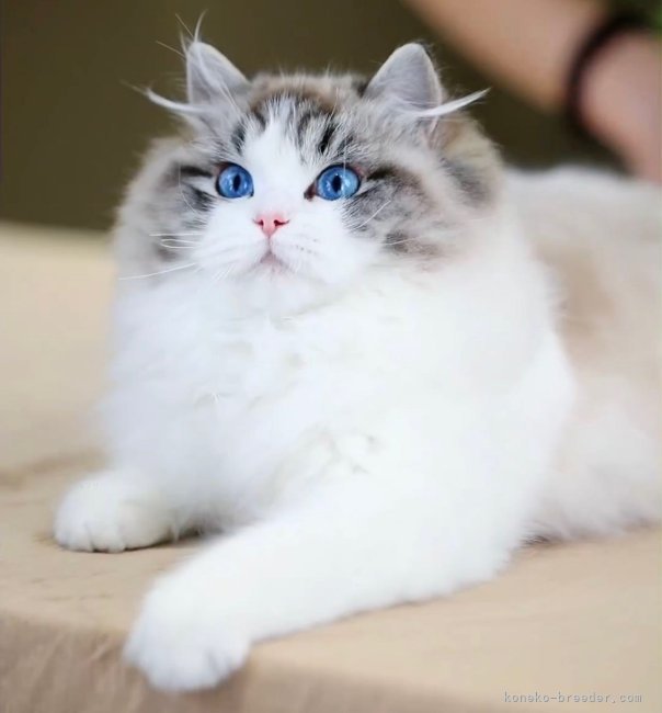 ラグドール【・女の子・2023年7月30日・シールリンクスポイントバイカラー】