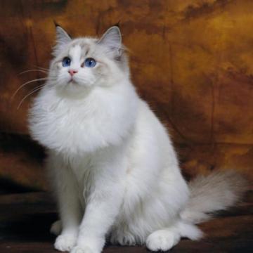 ラグドール【大阪府・女の子・2022年8月17日・シールリンクスポイントバイカラー】の写真「超美人甘えん坊」