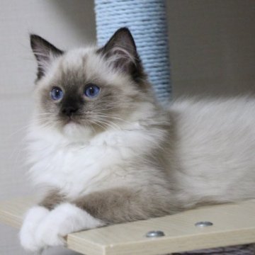ラグドール【大阪府・男の子・2023年1月19日・シールポイントミテッド】の写真「ふわふわな可愛い男の子」