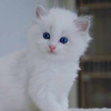 ラグドール【大阪府・女の子・2024年4月25日・ブルーリンクスポイントバイカラー】の写真「顔立ちは美人さん」