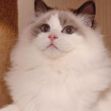 ラグドール【大阪府・男の子・2022年8月17日・ブルーポイントバイカラー】の写真「情熱的に綺麗な男の子」