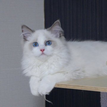 ラグドール【大阪府・男の子・2022年11月25日・ブルーポイントバイカラー】の写真「可愛いお顔の男の子」