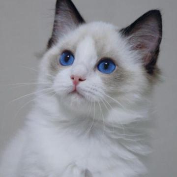 ラグドール【大阪府・男の子・2022年11月25日・シールポイントバイカラー】の写真「可愛いお顔の男の子」