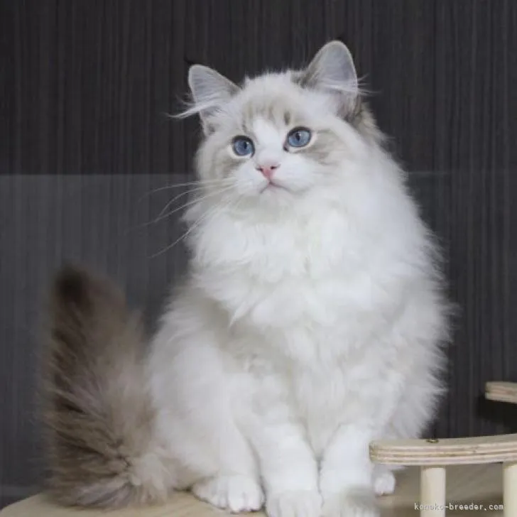 ID：2211-02014の子猫