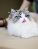 ラグドール【・女の子・2023年7月30日・シールリンクスポイントバイカラー】