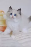 ラグドール【大阪府・女の子・2025年6月9日・シールポイントバイカラー】の写真13