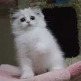 ラグドール【大阪府・女の子・2025年5月5日・ブルーポイントバイカラー】の写真9